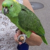 Yellow-naped Parrot